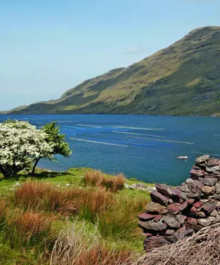 Kalksteine und dessen Blumenpracht – Burren